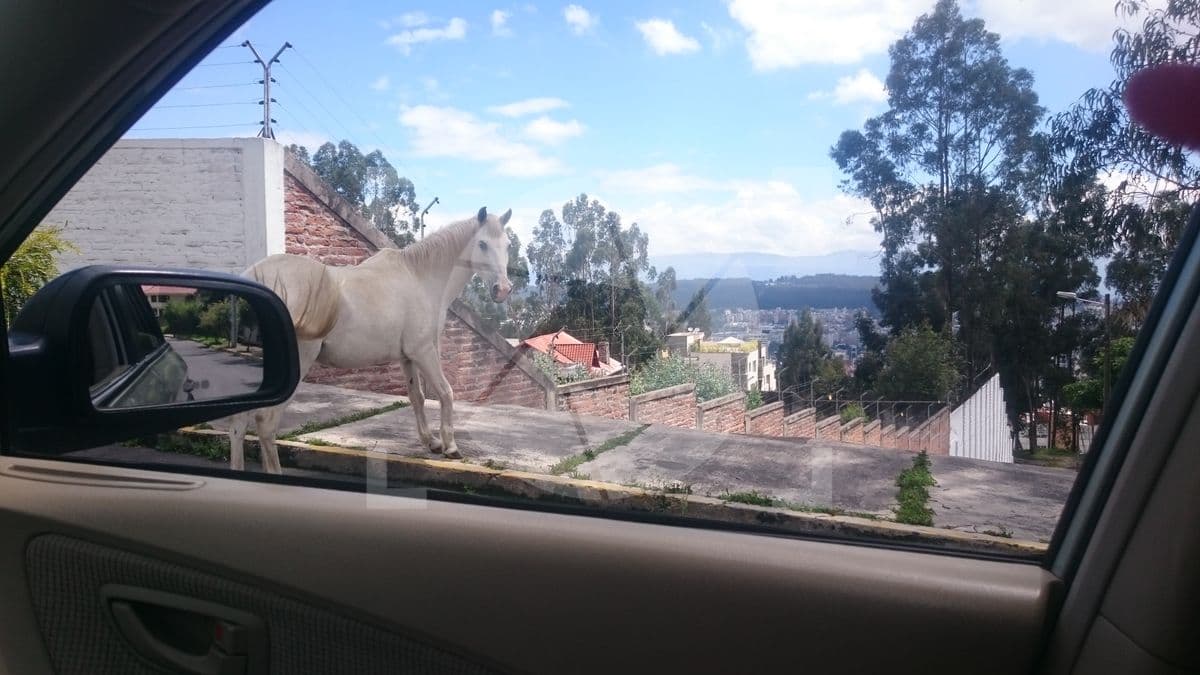 Caballo auto 