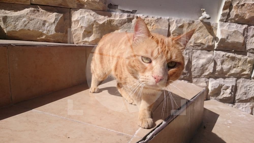 Precioso gato al atardecer