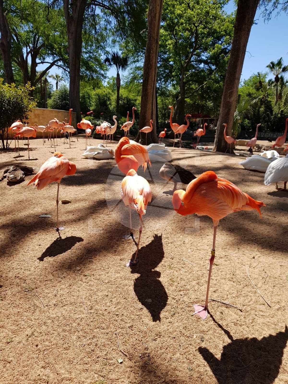 Flamingos