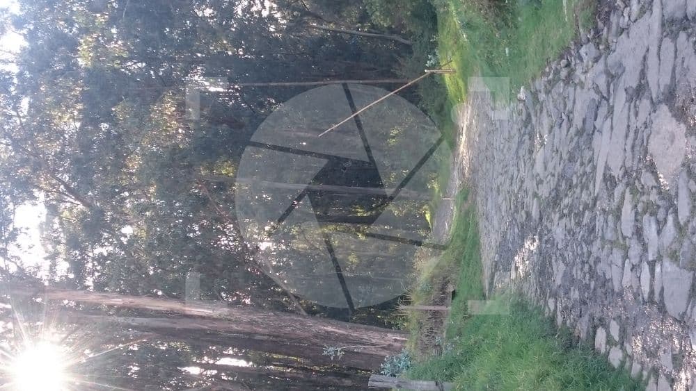 Camino de piedra en un bosque al atardecer