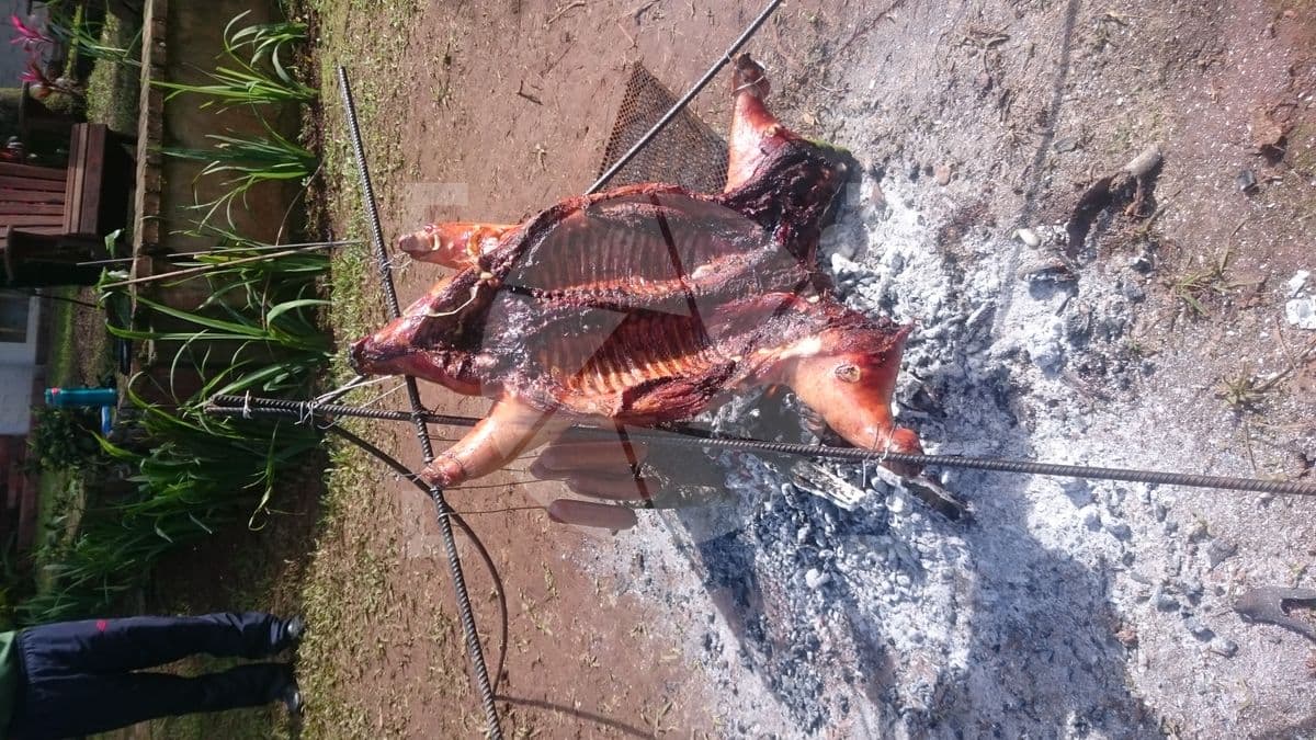 Asado lechón 