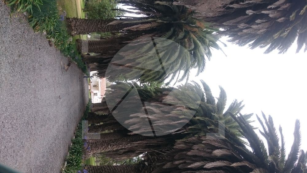 Camino de palmeras