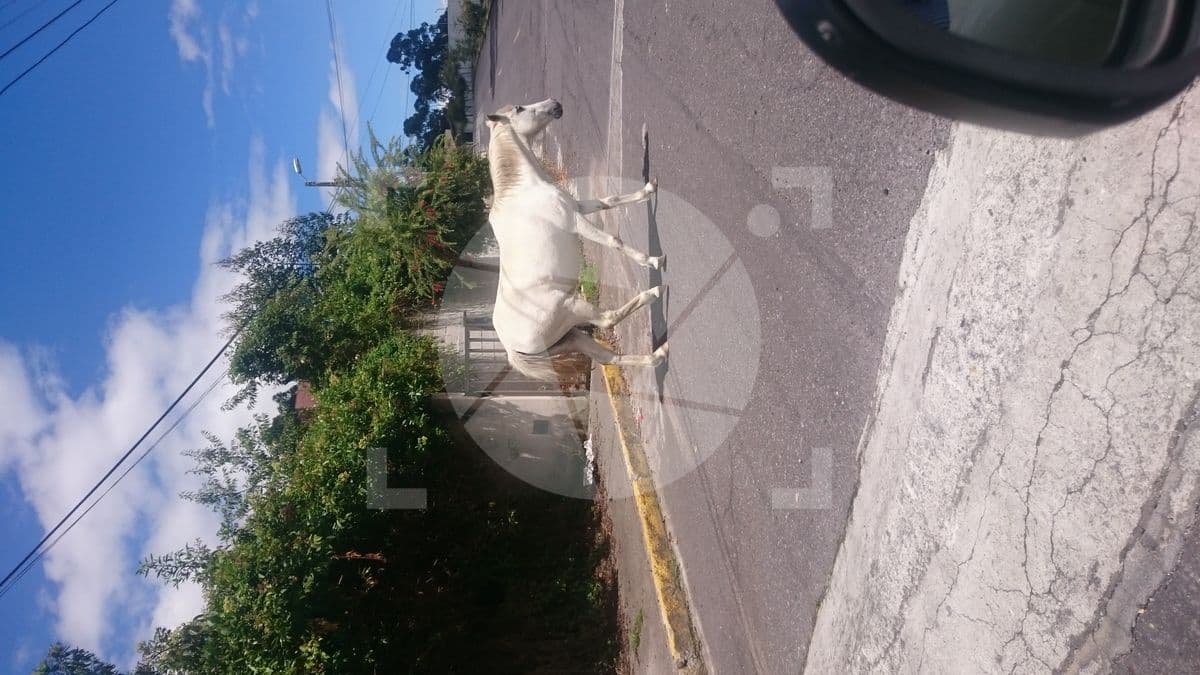 Caballo blanco 