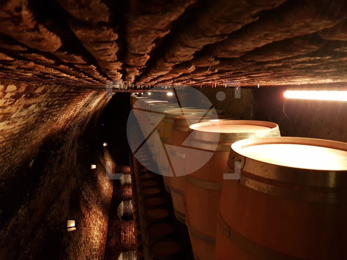 Barricas de Vino