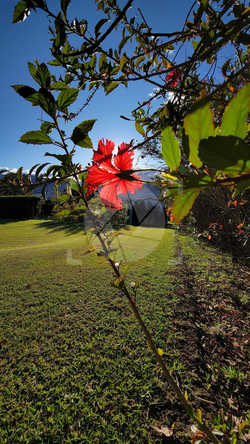 Flor roja