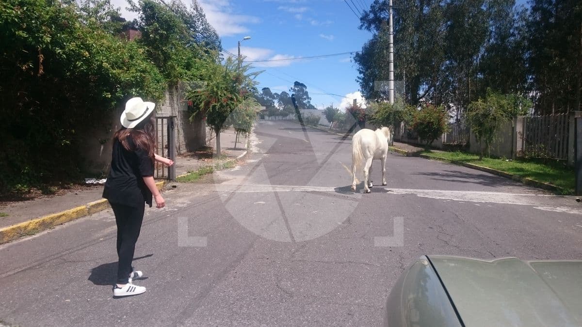Caballo blanco via