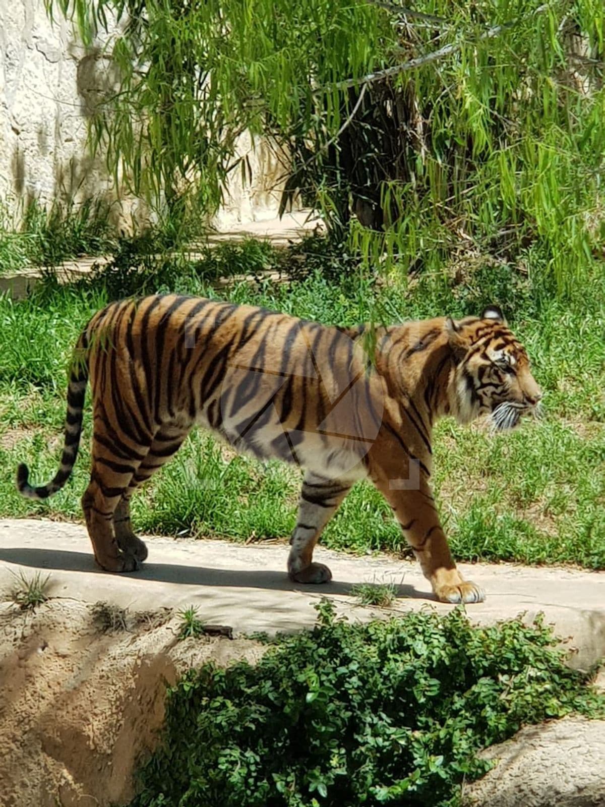 Tigre