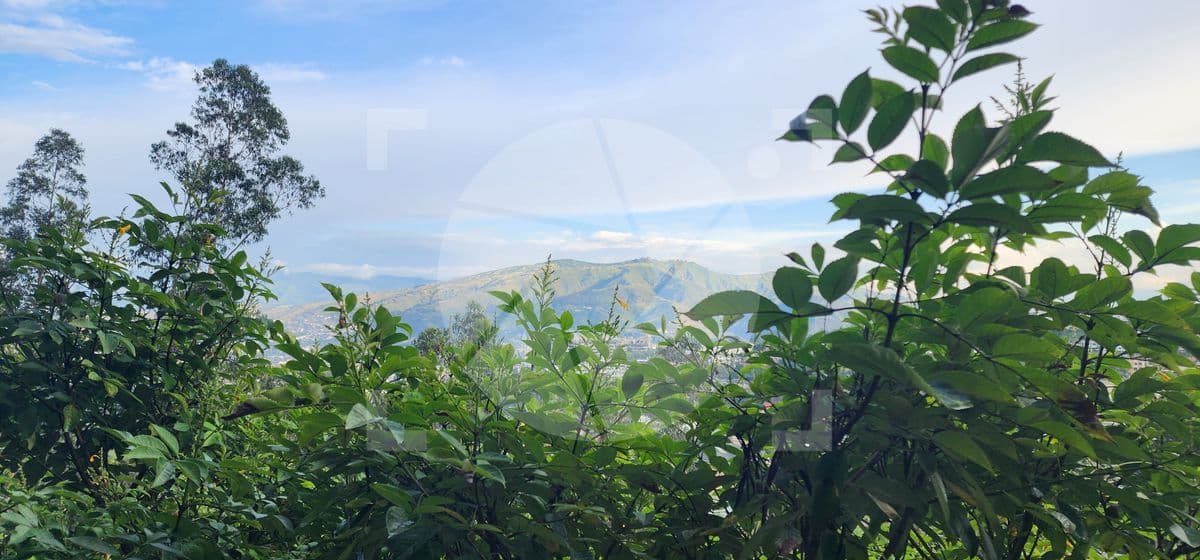 Plantas y Montaña