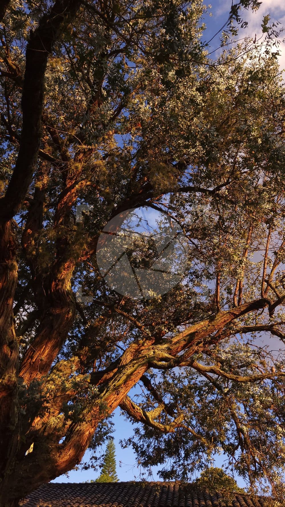Bosque