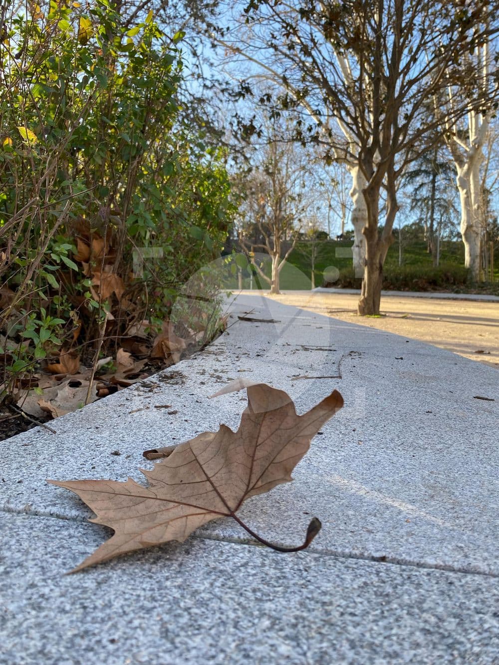 Flor seca en el piso